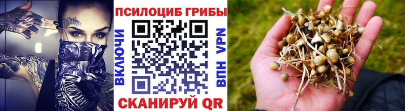 сколько стоит  mega ССЫЛКА  Псилоцибиновые грибы Cubensis  Чадан 